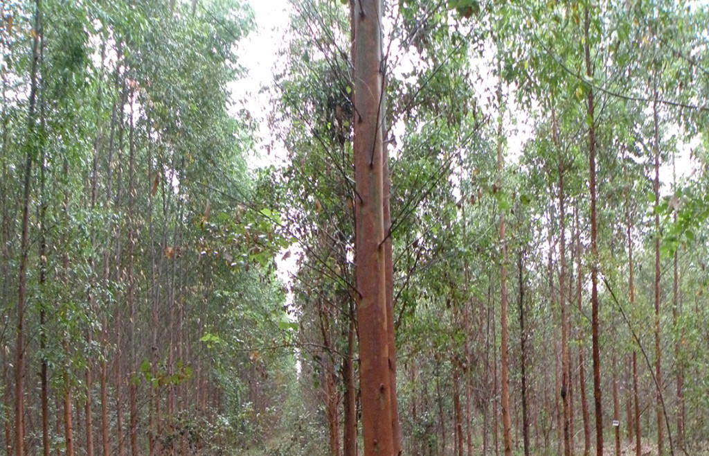Genetically engineered eucalyptus plantations threaten the entire ecosystem.