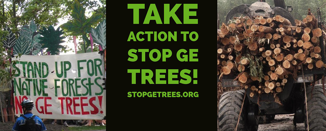 UPDATE: Take Action! Help End the Threat of Genetically Engineered Trees