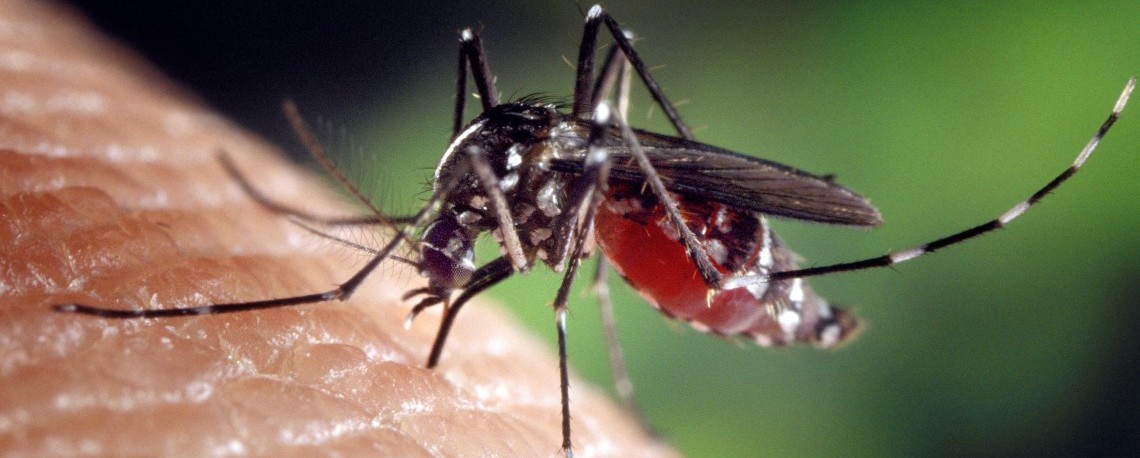 Aedes albopictus mosquito genus of the culicine family of mosqui