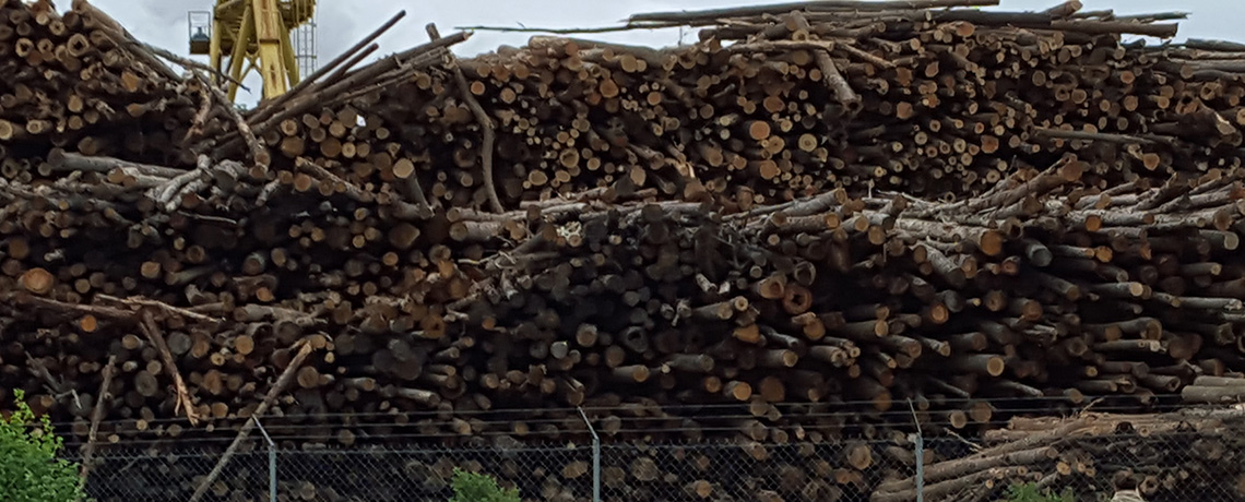 BBC: Wood Energy Schemes a Disaster for Climate Change