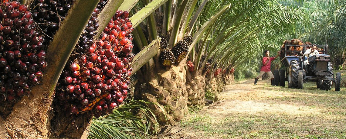 European, US Development Funds Bankrolling Land Grabbing Palm Oil Company