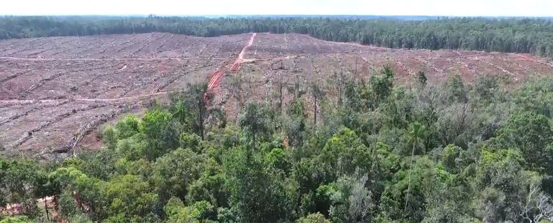 WATCH: Drone Footage Shows Massive Deforestation by Indonesia’s Biggest Palm Oil Company