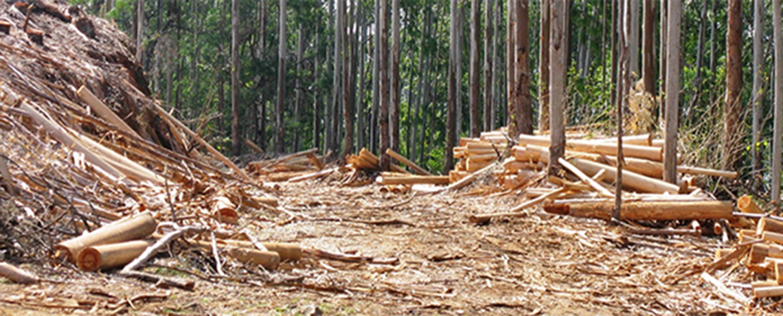 When Forest ‘Restoration’  Means More Tree Plantation Monocultures