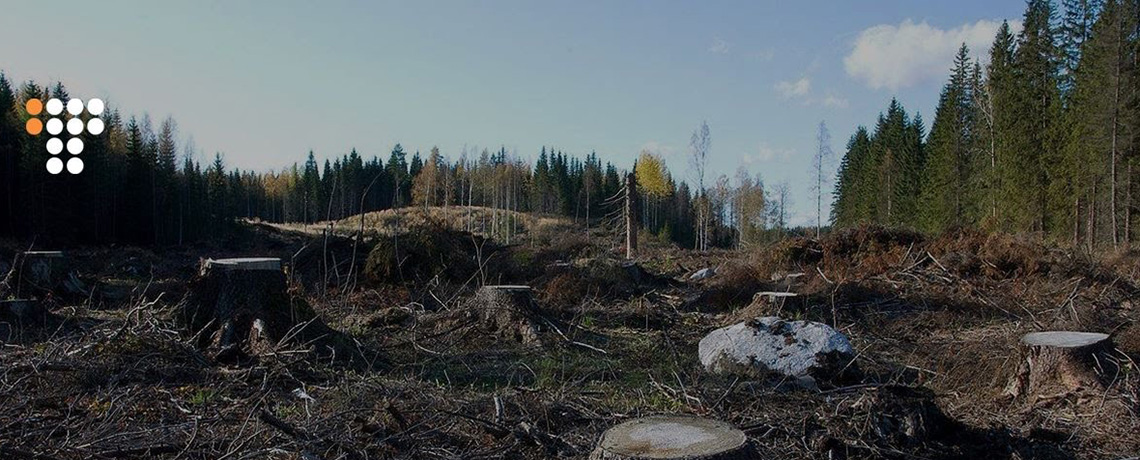 WATCH: Exposing Illegal Deforestation in the Carpathians