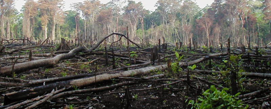 Deforestation Rates Climbing in Dominic Republic of Congo, REDD+ Not Helping