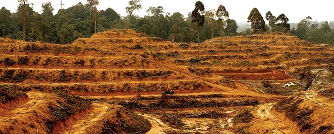 Ongoing Forest Clearance by Palm Oil Industry Threatens Livelihood for Millions