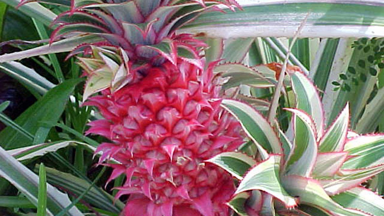 Pointless Pink Pineapple Marks Shift In GMO Strategy Toward ‘Consumer Qualities’