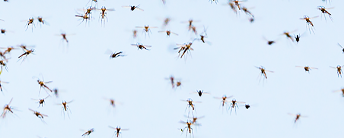 Deforestation Creates Habitat for Disease-Carrying Mosquitos