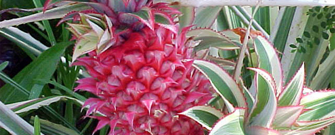 What’s The Point Behind FDA Approved GMO Pink Pineapple?