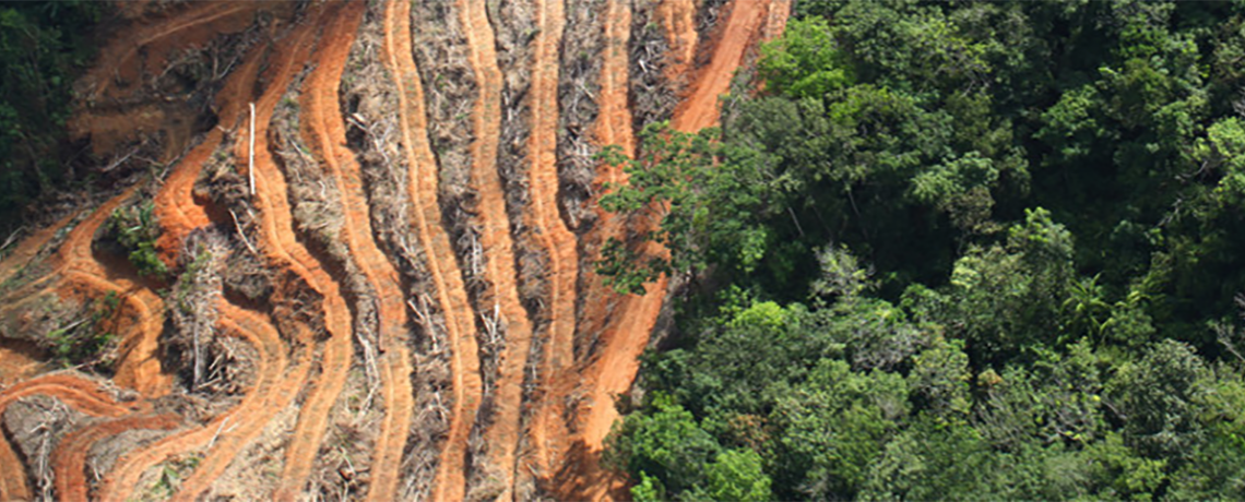 Companies Underestimating Risks of Deforestation in Commodities Supply Chains