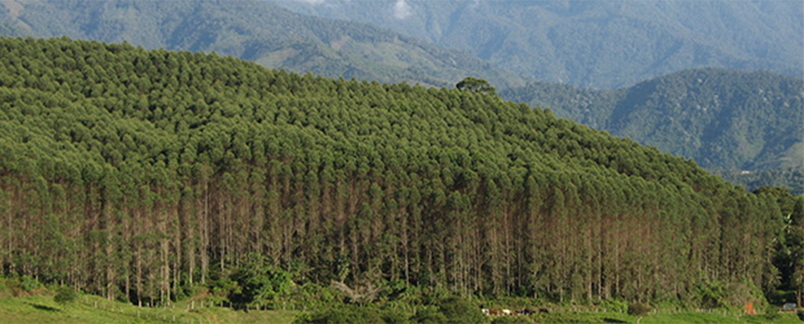 What’s Driving Tree Plantation Expansion in Latin America, Africa and Asia?