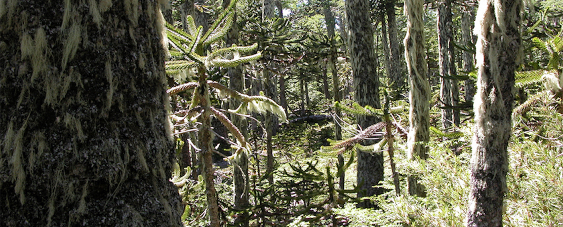 About our new Chile Blog: Campaign to STOP GE Trees To Document Impacts of Tree Plantations in Chile