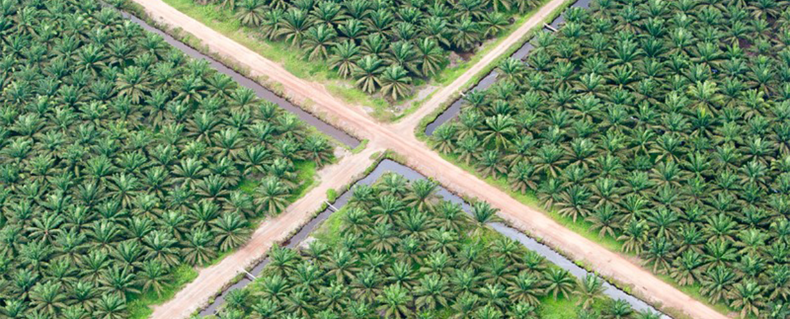 EU Must Stop Palm Oil Deforestation, says European Parliament
