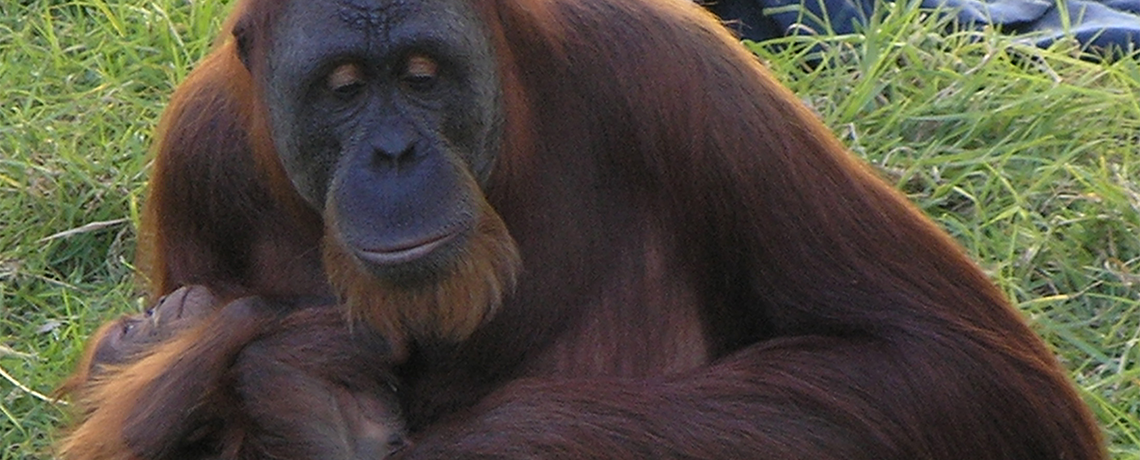 WATCH: Orangutans Threatened by Deforestation for Palm Oil