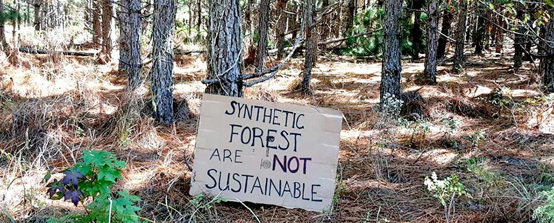 Southeast Is Ground Zero for Genetically Engineered Trees