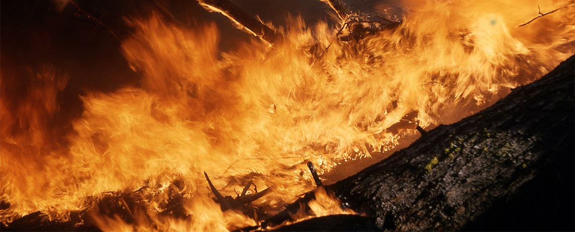 Fire in Portugal Raises Debate on ‘Gasoline Tree’ Eucalyptus Plantations