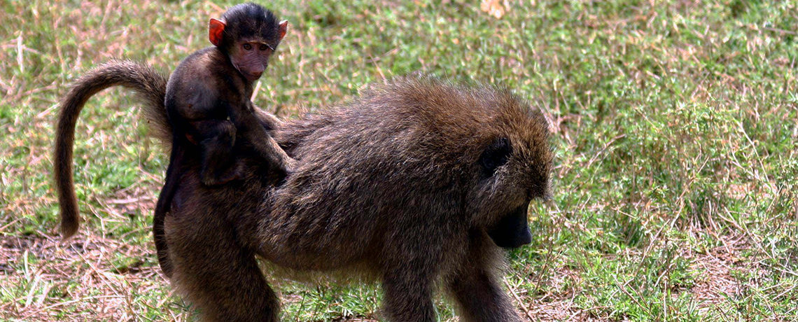 Baboons Accused of Destroying Plantation Trees by Timber Companies
