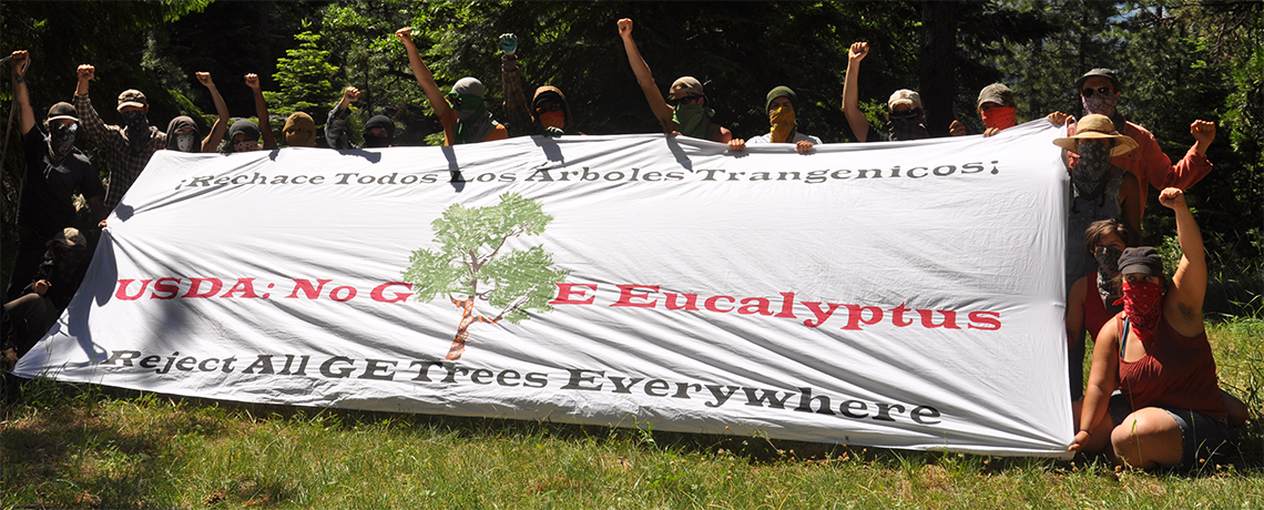 Fight Against GE Eucalyptus in US Gets Major Media Coverage