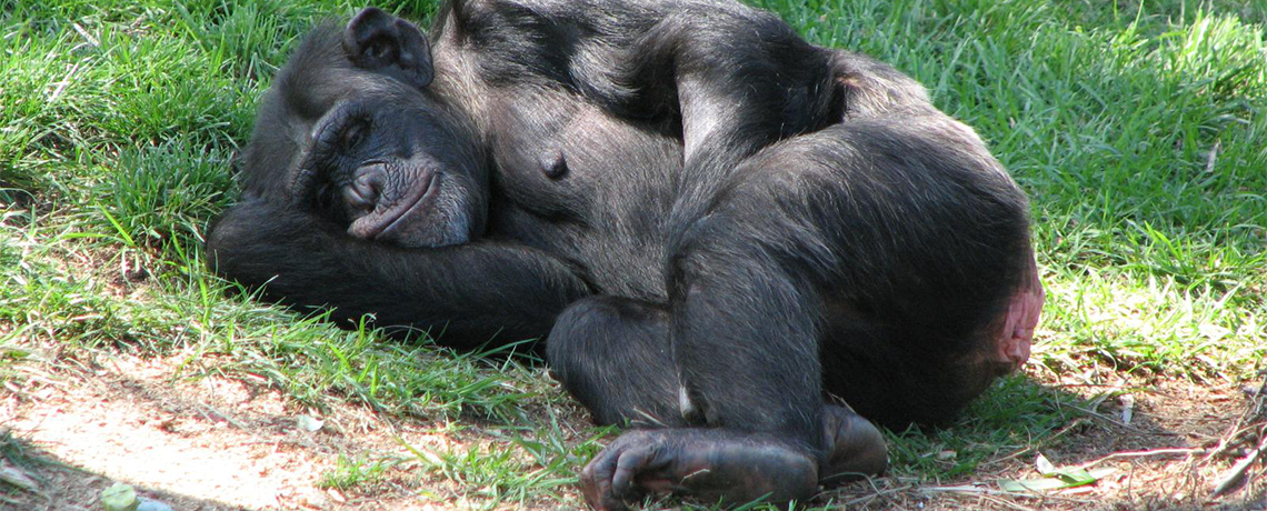 Chimpanzee Population Declines by 80 Percent: Deforestation, Extraction To Blame