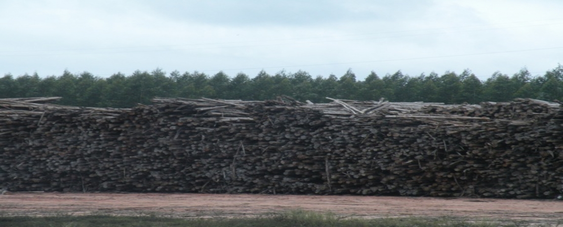 Brazil Photo Essay: Eucalyptus plantation – from clones to pulp mill