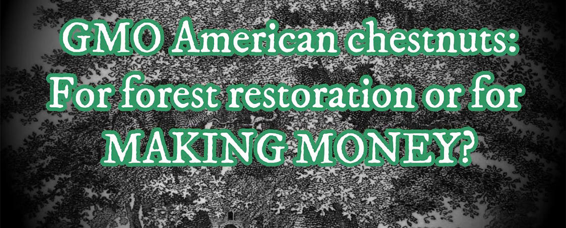 WATCH: GMO American Chestnuts – For Forest Restoration or for Making Money?