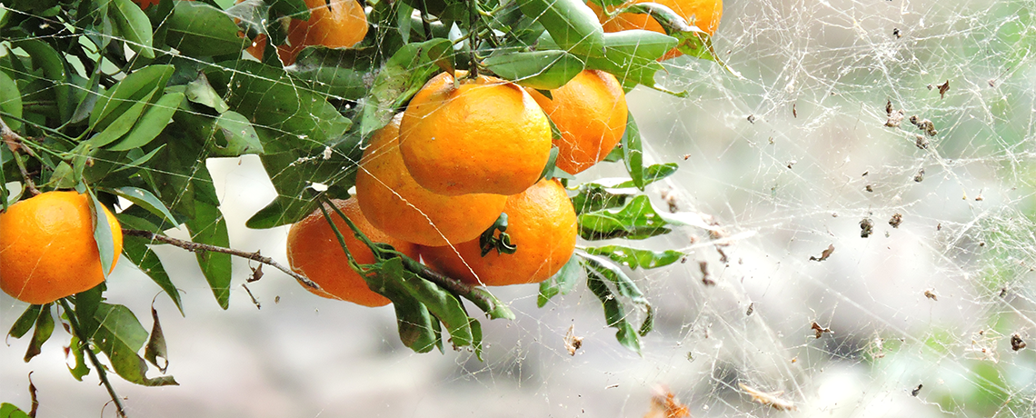 GMOs Are Not The Answer To Citrus Greening Disease