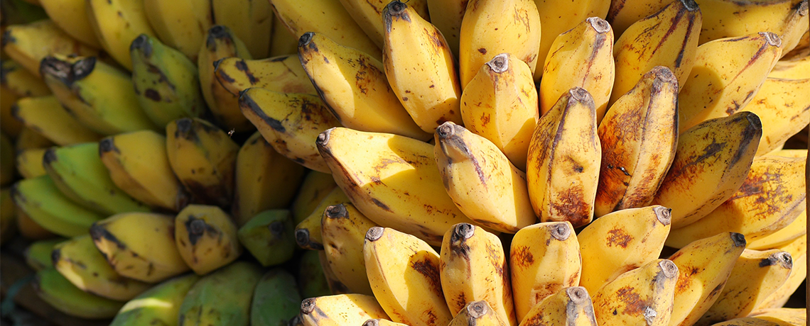 Here We Go Again: Genetically Engineered Banana Narrative Pushed by GMO Lobby