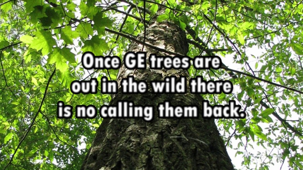 NAS Warns US Regulations Unprepared for GE Trees