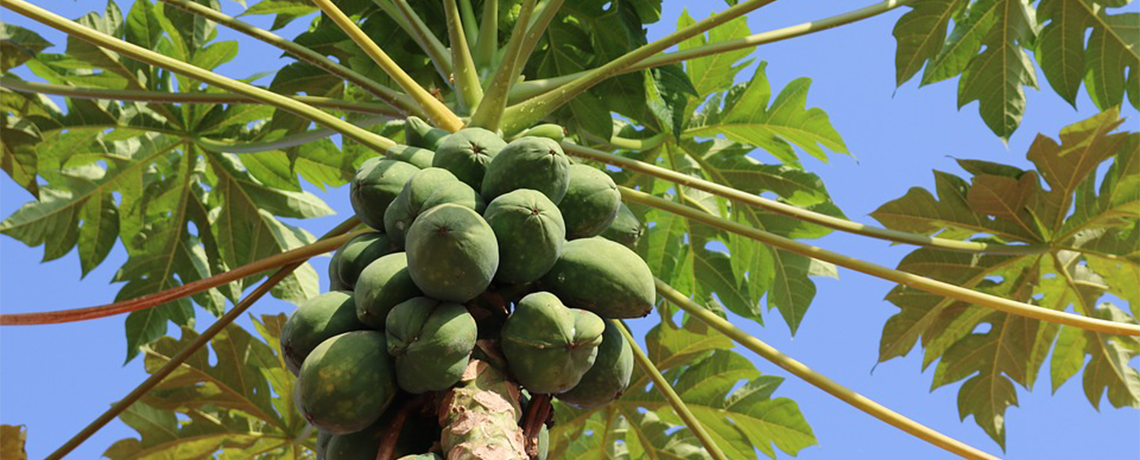 Papaya Genetically Engineered to Resist Infection Fails Against New Virus Lineage