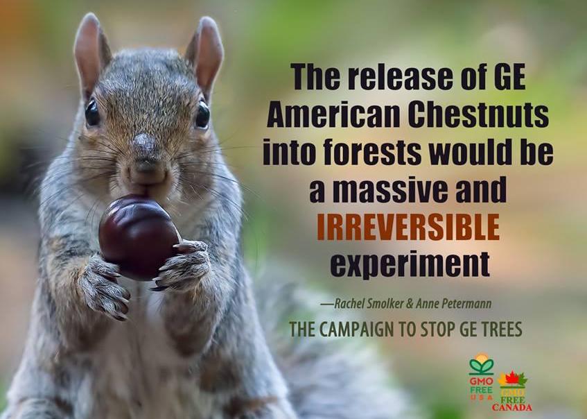Sign the petition! Stop the Unregulated Release of GE Trees into Wild Forests