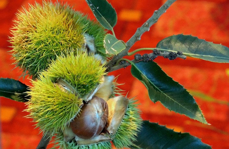 Genetically Engineered Chestnut Loses Backers
