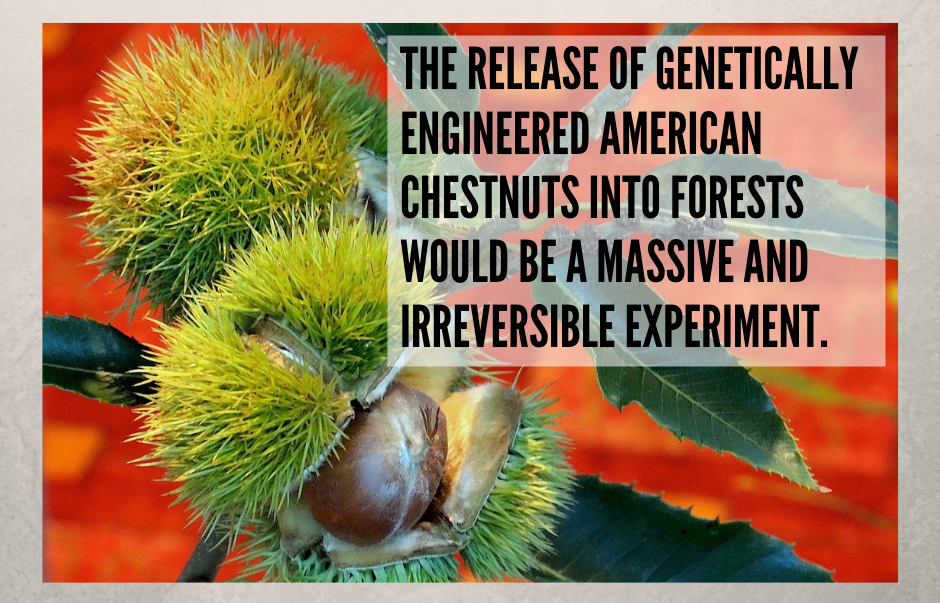 Genetically Engineered American Chestnut Tree: A Risk Not Worth Taking