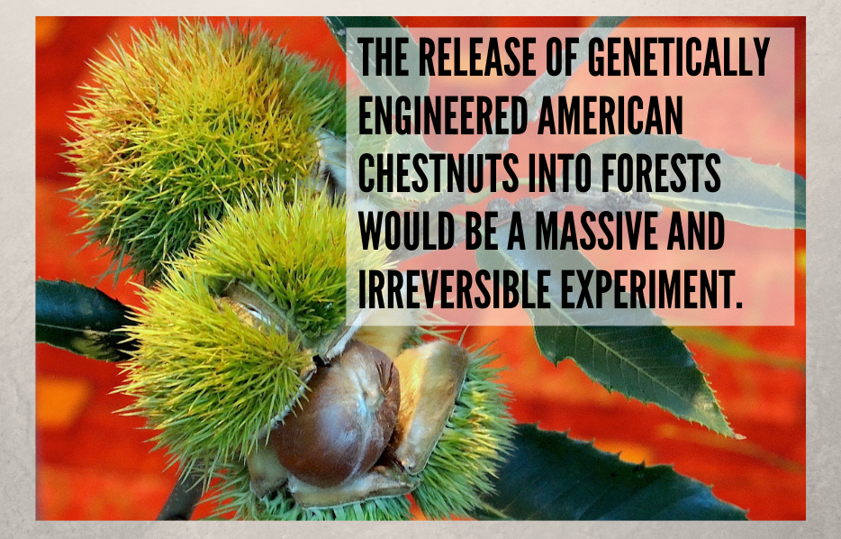 Perilous Modification of the American Chestnut Tree: We cannot forget the lessons taken from Monsanto’s Bollgard failure