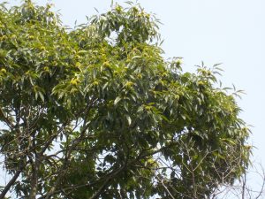 GE American Chestnut Tree