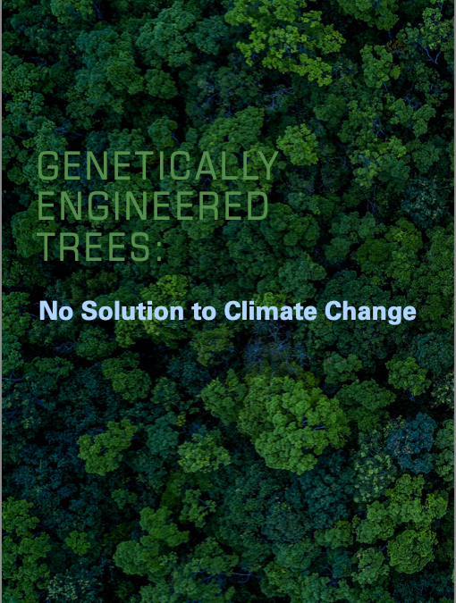 Press Release 8 Sept: Groups Condemn Use of GE Trees in Fake Climate Schemes (ENG, SP, FR, PO)