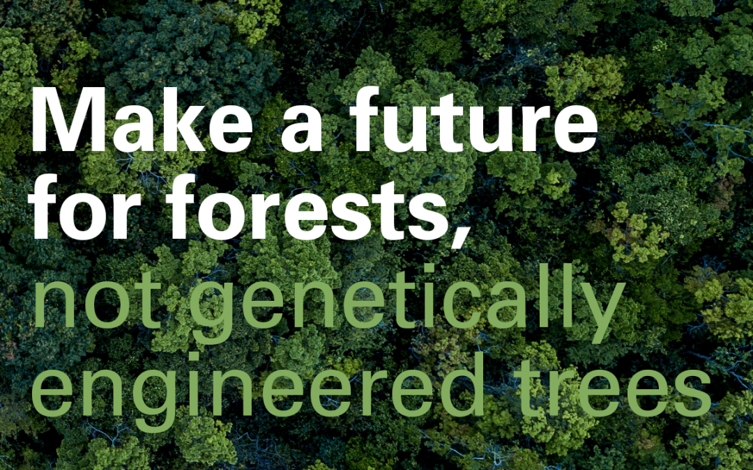 Organizations Demand FSC Stop Genetically Engineered Tree Risks to Forests