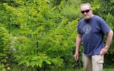 The Wild American Chestnut Is On Its Way Back