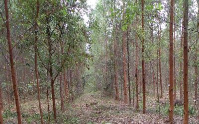 U.S. conservation investment routed to eucalyptus expansion in Brazil’s Cerrado